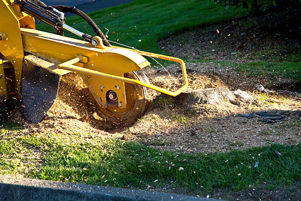 Best Tree Mulching  in Palatka, FL